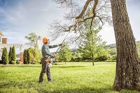 How Our Tree Care Process Works  in Adelanto, CA